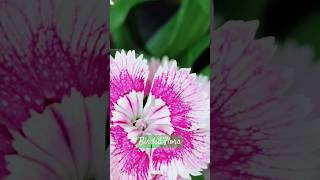 More Sweet William flowers 🌸 indoor plants  houseplants  trendingnatureflowers shortsytshorts [upl. by Usanis]