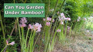 Can I Garden Under Bamboo [upl. by Kensell]