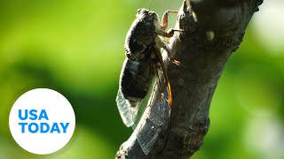 Watch Cicada broods may be the cause of mysterious red bumps  USA TODAY [upl. by Onra]