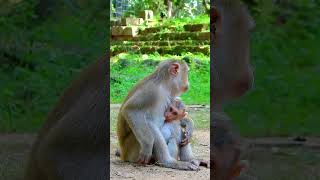 Best Clip Of Flora Mum Feels L azy Nursing Her Baby So Much babyanimal babymonkey cute [upl. by Nolasba]