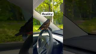 Internet VS REALITY of Having a Pionus Parrot bronzewinged parrots tesla pionus petmemes [upl. by Riggs]