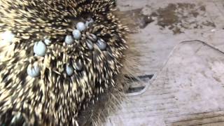 Animals Baby Hedgehog covered in ticks 2sep15 Cambridge UK 856pm [upl. by Dawn]