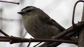 Goldencrowned Kinglet singing [upl. by Gerdy566]