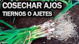 Como Y Cuando Cosechar Ajos Tiernos O Ajetes  Cultivo Ajo  La Huertina De Toni [upl. by Eleanore]