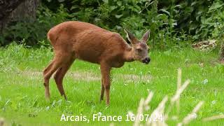 Roe deer Arcais 160724 [upl. by Marguerite]