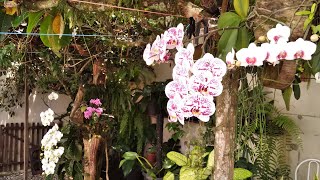 PORQUE A PHALAENOPSIS DO MERCADO CHEIRA MAL O SUBSTRATO VIM CUIDAR DAS ORQUÍDEAS DO FILHO [upl. by Frulla972]