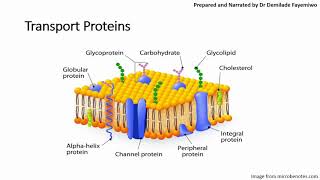 Chapter 41 Cell Membranes and Transport Phospholipids and Cell Signaling [upl. by Radcliffe911]