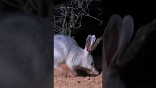 National Bilby Day [upl. by Nnov637]