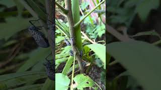 Lantern flies on Ailanthus altissima in Chappaqua New York [upl. by Yerg]