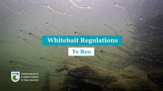 Regulations for Whitebaiting Te Reo [upl. by Joub]