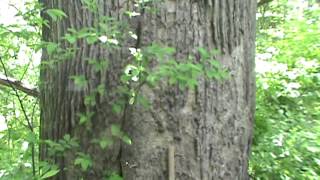 Giant Yellow poplar tree 5 and a half feet in diameter [upl. by Jarvis]