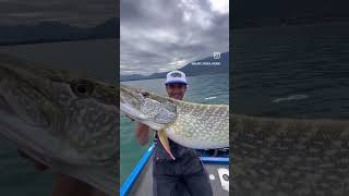 A la recherche des gros brochets alpins Deuxième matinéeP2 france pike savoie fishing short [upl. by Cassy834]