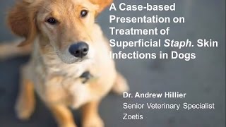 A Casebased Presentation on Treatment of Staph Skin Infections in Dogs [upl. by Lavern]