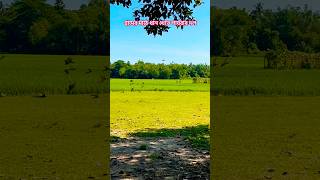 Birds are Flying Together  Searching For Food  Paddy Field [upl. by Animor]