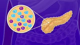 Diabetes Research at UPMC Childrens Hospital of Pittsburgh with Dr George Gittes [upl. by Vida]