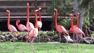 A group of flamingos in action in Homosassa Springs Wildlife State Park in Florida [upl. by Nyliuqcaj]