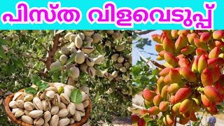 പിസ്ത കൃഷിയും വിളവെടുപ്പുംPistha Cultivation and Harvesting MalayalamExotic Fruit Pistachio [upl. by Aisena490]