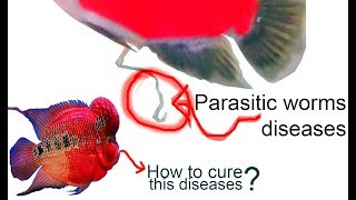 HOW TO CURE PARASITIC WORMS DISEASES FROM THE FLOWERHORN FISH [upl. by Gatias]