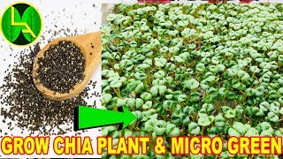 How to grow chia seeds plant and micro green  The Most healthy diet on earth [upl. by Kaila618]