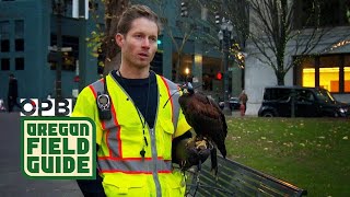 Urban Falconry in Portland  Challenges with winter crow migrations in cities  Oregon Field Guide [upl. by Jarrow]