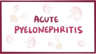 Acute pyelonephritis urinary tract infection  causes symptoms amp pathology [upl. by Darline]