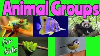 ANIMAL Groups  Animal Classification for kids 🐼🐍🐦🐠🐸  Miss Ellis animalclassification [upl. by Ariaek289]