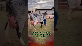 🔴 ¡Conoce Las Increíbles Vacas Lecheras GIROLANDO [upl. by Rutherford]