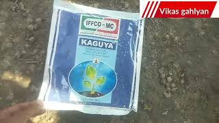 iffco kaguya fungicide  carbendazim 12  mancazeb 63 wp  kaguya fungicide [upl. by Uund]