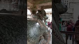 Nandi at Hoysaleswara temple Halebidu 1st Sep 2024 [upl. by Maffa]