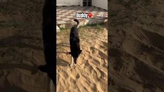 Buddy ♥️dog doglover viralshort viralreels dogshorts football indiancricketer [upl. by Walter119]