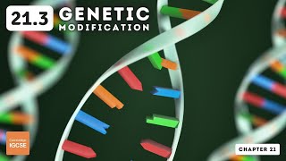 IGCSE Biology  Genetic modification 213 [upl. by Berti]