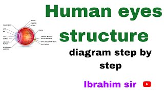 Anatomy of eyes diagram lHuman eyes diagram step by step [upl. by Saihttam263]