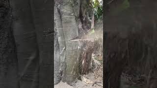 Stihl 500i chainsaw vs large beech tree [upl. by Nikral]