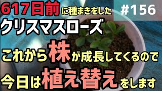 156 617日前に種まきをしたクリスマスローズ😄これからの株が成長してくるので植え替えをします✋ [upl. by Procto]