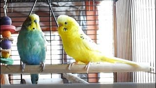 1 Hour of Budgie Best Friends Talking Playing and Singing  Mango and Chutney [upl. by Edithe]