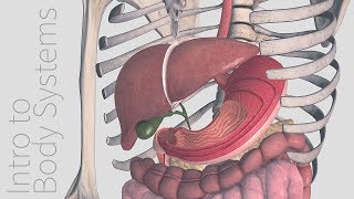 Introduction to the Digestive System  Animated Tutorial  Complete Anatomy [upl. by Maag]