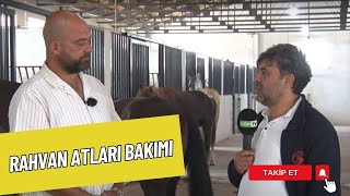 RAHVAN ATLARIN BAKIMI VE HAZIRLIK AŞAMALARI  BURAK KARAMANLA ATÇILIK [upl. by Hayley]