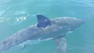 15 Foot Great White Shark Consumes Diver as Family Watches  Therese Cartwright [upl. by Rothmuller500]