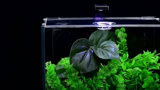 Aquatop Venti Desktop Aquarium Kits 1 2 amp 5 Gallon  Perfect for Shrimp Snails and Small Fish [upl. by Einnek182]