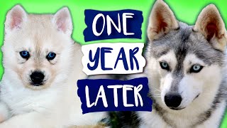 Alaskan Klee Kai Growing Up  Day 1 to 1 Year  Puppy Transformation  Mini Husky Grows Up [upl. by Feeley]