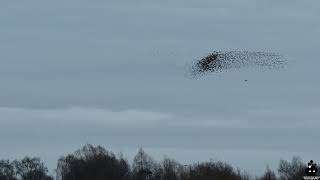 Starling murmuration attack by predator [upl. by Gamber116]