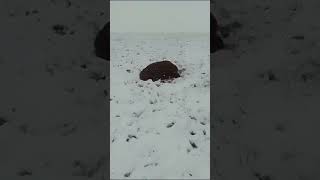 Animals dying of cold heavy snow in south africa [upl. by Kleeman]