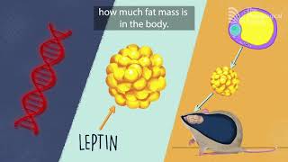 The genetic basis of obesity [upl. by Fiertz]