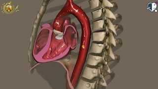 Apparato cardiocircolatorio 11 Aorta [upl. by Durnan]