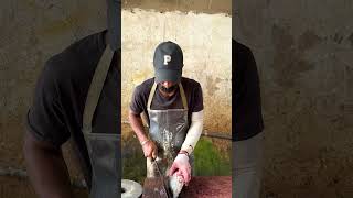 OMG Live Skipjack Tuna Cutting Master Skills [upl. by Irita]