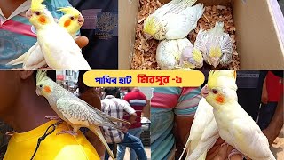 স্বাস্থবান কিছু ককাটেল বাচ্চা ককাটেল পাখির দাম  Cockatiel Bird Price In Bd মিরপুর হাট [upl. by Anin]