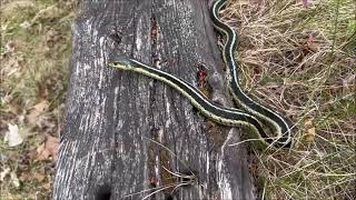 Eastern Garter Snake Thamnophis sirtalis sirtalis Otsego County Michigan 10 Jun 23 [upl. by Iadrahc844]