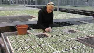 Petunia Double Impact Plug Plants  Gapping up the trays after initial germination [upl. by Adgam]