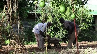 Mali la ferme agroécologique dOumar Diabaté [upl. by Seward437]