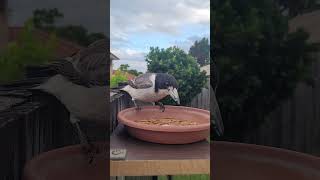 Little butcherbird stopping by 👋 birds birdsofaustralia nature birdlifeaustralia bird [upl. by Frerichs]